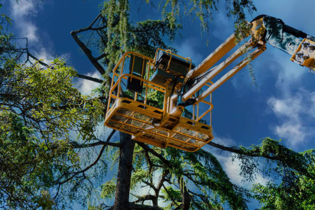  Highland Springs, VA Tree Services Pros