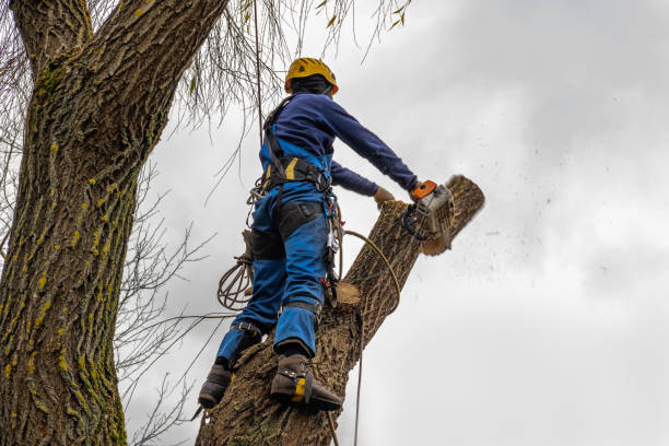 Best Storm Damage Tree Cleanup  in Highland Springs, VA