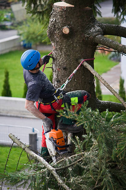 Best Emergency Tree Removal  in Highland Springs, VA