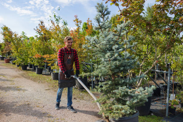 Best Tree Maintenance Programs  in Highland Springs, VA